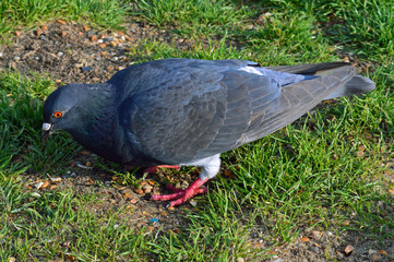 pigeon on the grass