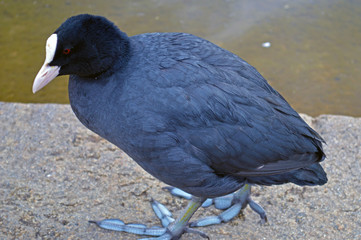 A coot on the wateredge