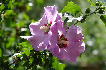 Hibiskus © Fotolyse