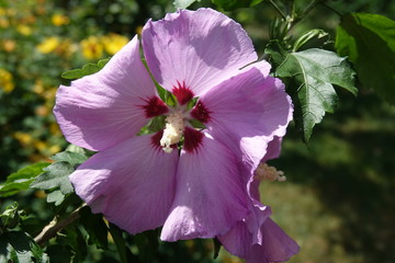 Hibiskus © Fotolyse