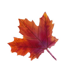 Watercolor natural purple and orange maple leaf, autumn symbol on white background isolated