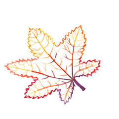 Hand-drawn watercolor outline of a maple leaf in orange, red and purple colors on a white background