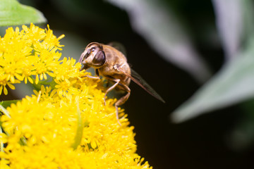 macro bee. Bee in the foreground on yellow flower