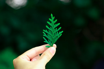 dark green leaf of cypress in his hand like a Christmas tree on a dark background