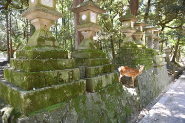 Nara deer walks free in Nara Park, Japan