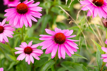 Fototapeta premium bright pink flowers of Echinacea purpurea closeup