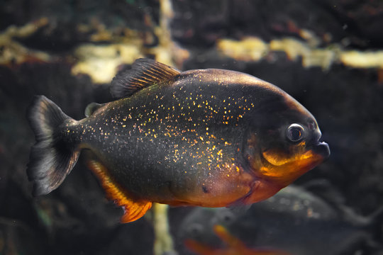 Red-bellied piranha, popular freshwater aquarium fish