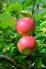 Reife rote Äpfel - Erntezeit in Südtirol