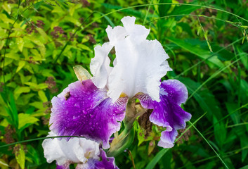 Insanely beautiful white-purple irises in a country flowerbed