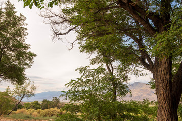 summer trees along dirt path Sierra Nevada mountain range in distance