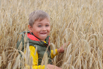 Happy and smiling boy in a wheat field. The boy is 4 years old.