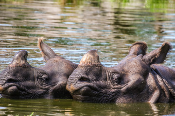Fototapeta premium Zoo de la Flèche - Rhinocéros Indien #3