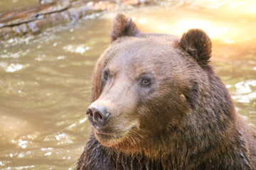 Fototapeta na wymiar Zoo de la Flèche - Ours Grizzly #2