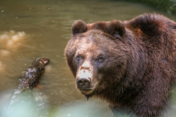 Fototapeta na wymiar Zoo de la Flèche - Ours Grizzly #1