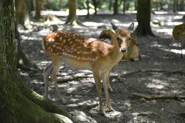 Naklejka na ściany i meble Nara deer walks free in Nara Park, Japan
