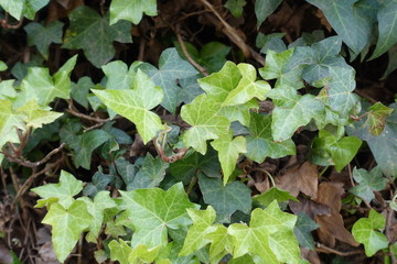 leaves