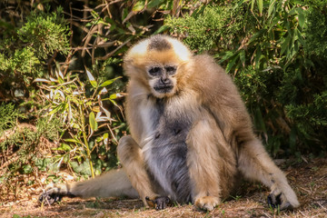 Zoo de la Flèche - Gibbon #1
