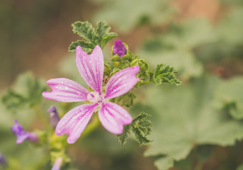 purple flowers in the garden