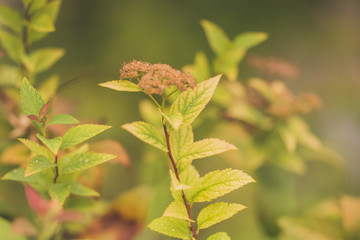 green leaves in autumn