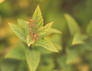 green leaves of a tree