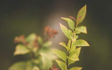 green leaves of a tree