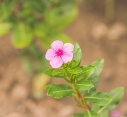 flower in garden