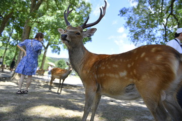 Nara deer walks free in Nara Park, Japan