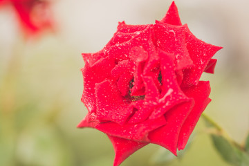 red rose with water drops