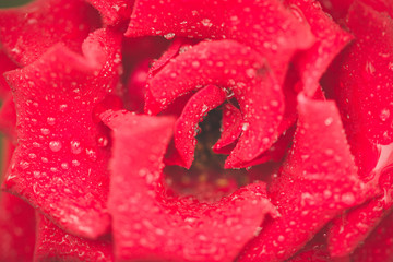 red rose with water drops