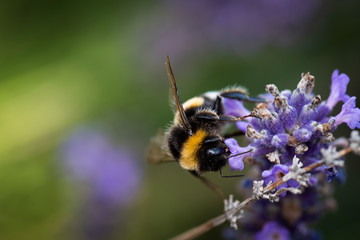 Bumblebee sitting on lavender