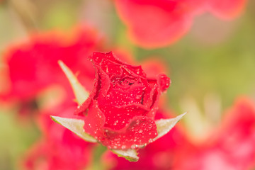 red rose with water drops