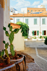 Cactus at Corso Umberto I Street in Olbia