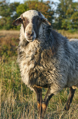 Portrait of sheep grazing on lawn in field	