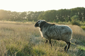 Scenic view of ram grazing on field