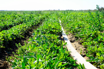 Fototapeta na wymiar Irrigation system on the field of flowering peanuts.