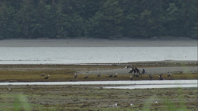eagle lands in middle of group of eagles feeding on gravel bar