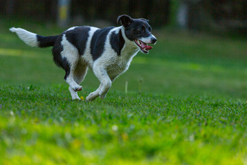 Border Jack puppy playing 