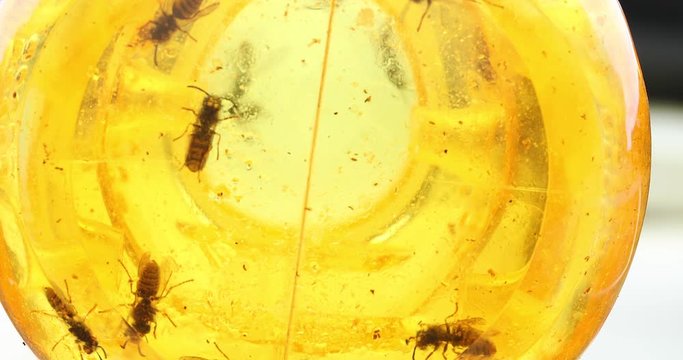 Abstract angle of wasps caught inside a trap