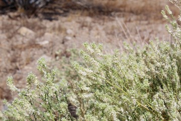 In Joshua Tree National Park of the Southern Mojave Desert, Summer brings tiny white  blooms of a subshrub known commonly as Narrow Leaf Sandpaper Plant, and phytogenicaly labeled Petalonyx Thurberi.