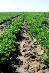 Fototapeta na wymiar Irrigation system on the field of flowering peanuts.