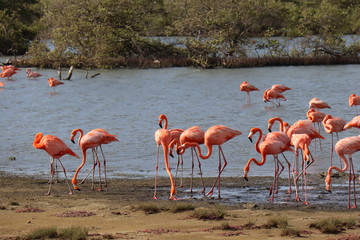 group of flamingos