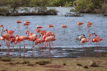group of flamingos