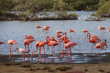 group of flamingos