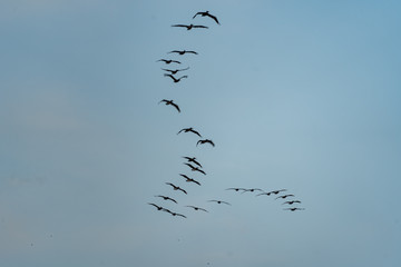 Pelikan Formation