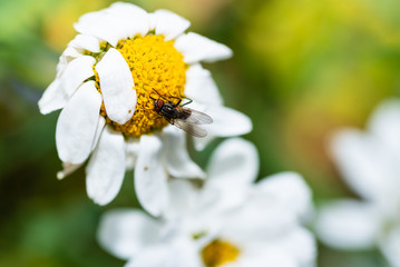 Obraz premium Small fly pollinating a flower
