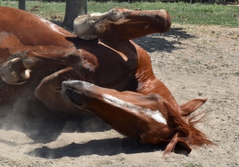 Obraz premium Testa di cavallo steso