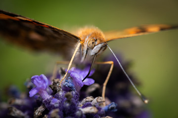 Butterfly suckling on nectar
