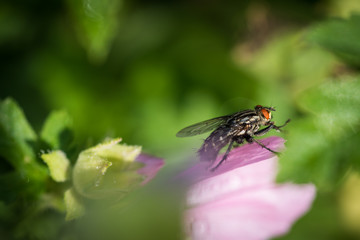 Fly sitting on pink flower