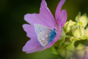 Butterfly feeding on pink flower