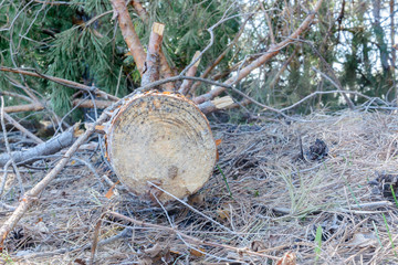 Wood abandoned after cutting. Illegal deforestation. The influence of man on the environment. Environmental problems. Global warming. Changing of the climate.